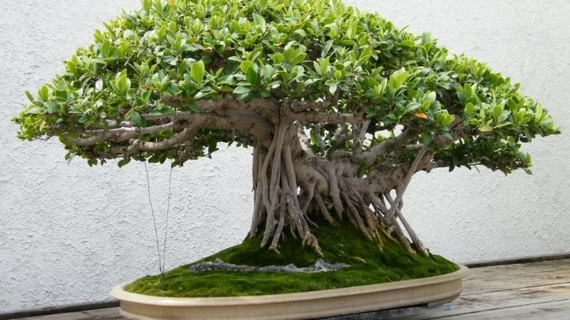 Cây Cảnh Đẹp